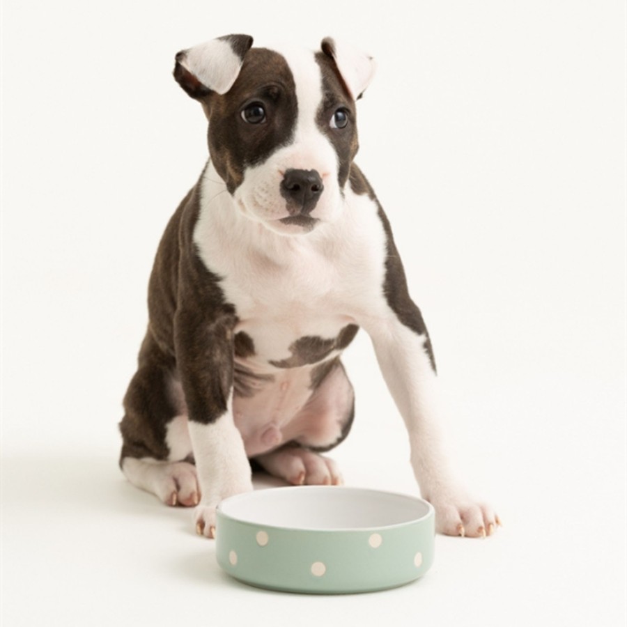 Petware Mason Cash | Polka Dot Sage Set Of 2 Pet Bowls 13Cm